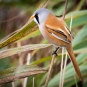 Panure à moustache (Panurus biarmicus)
