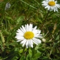Paquerette-credit-jolly_janner