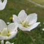 Parnassie des marais (Crédits : Léa Charbonnier)
