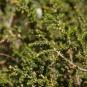 Passerine hirsute
