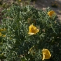 Pavot cornu
