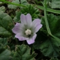 Petite mauve (Crédits: Harry Rose - Flickr)