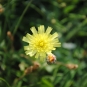 Piloselle - Crédit : photothèque Bretagne Vivante