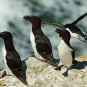 Pingouin torda (Crédits: Stefan Berndtsson - flickr)