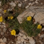 Potentille velue