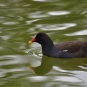 Gallinule poule-d'eau