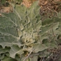 Molène - Bouillon blanc (Crédits : Sabine Meneut)