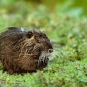 Jeune ragondin (Myocastor coypus)