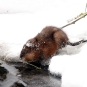 Rat musqué (Ondatra zibethicus)
