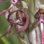 Orchis bouc
