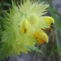 Rhinanthe à feuilles étroites (crédits: evelyne Liauzun)