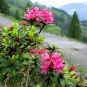 Rhododendron ferrugineux (Crédits : Col Ford and Natasha de Vere - Flickr)