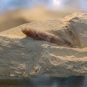 Rostre de bélemnite (Crédits : Torange.biz)