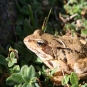 Grenouille rousse