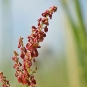 Oseille des prés-Rumex acetosa (crédit: Ivar Leidus)