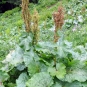 Rumex des Alpes (Crédits : Udo Schmidt)