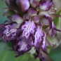 Orchis géant - (Crédit: Sabine Meneut)