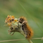 Chenille processionnaire (Crédits : Sabine Meneut)