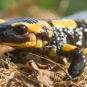 Salamandre tachetée - Crédit : EHolder