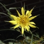 Fleur Salsifis des prés (Crédit : Vulkano)