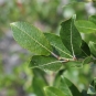 Saule fétide (Crédits: Léa Charbonnier)