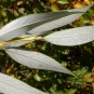Dessous de feuilles de saule fragile. Crédits : Matt Lavin - Flickr