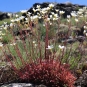 Saxifrage continentale (Crédit : L.Azzolina)