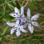 Scille printanière (Crédit : photothèque Bretagne Vivante)
