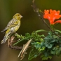 Serin cini (Crédits: Juan Emilio)