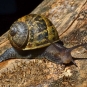 Petit-gris (Helix aspersa) © Sid Mosdell - Flickr