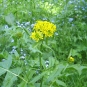 Sisymbre des Pyrénées (crédits: evelyne Liauzun)