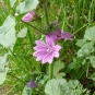 Grande mauve