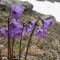 Soldanelle des Alpes (Crédits: Meijeternelle - Flickr)