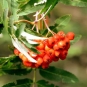 Fruit de sorbier des oiseaux.