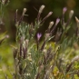 Stéhéline douteuse (Crédits : Cédric Seguin - Natural Solutions)