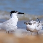 Sternes caugek (Thalasseus sandvicensis)