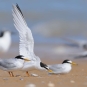 Sternes naines (Sternula albifrons) adultes