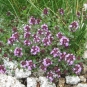 Thym serpolet (Crédits : Carmona Rodriguez)