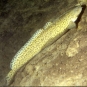 Lotte (poisson)