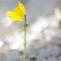 Utriculaire citrine (Crédit : Jérôme Fouert-Pouret)