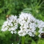 Valériane officinale - crédit RNN la Bassée