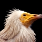 Vautour percnoptère (Crédits : Kitty Terwolbeck)