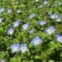 Véronique des champs - Veronica arvensis