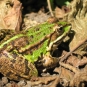 Grenouille verte