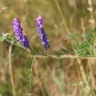 Vesce Cracca-Vicia Cracca (crédit: Quessoy)
