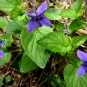 VIOLA_SYLVESTRIS--crédit-Wikimédia