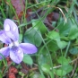 Violette odorante (crédits: Evelyne Liauzun)