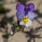 Violette de Curtis (Crédits : Jérôme Boisard)